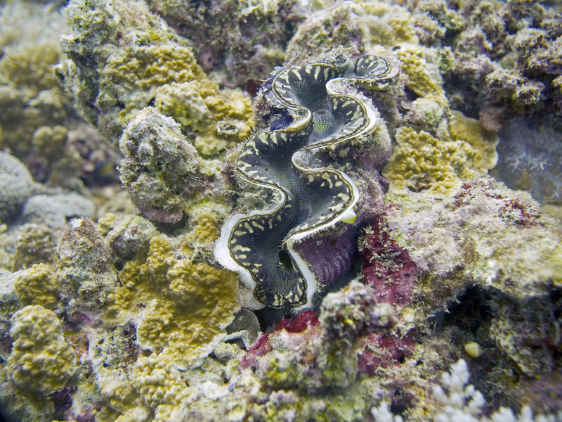 Giant Clam, The Point
